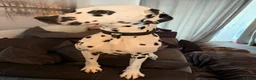 Dalmatian dogs for sale: Beautiful 2-Year-Old Male Dalmatian  - Advert 6