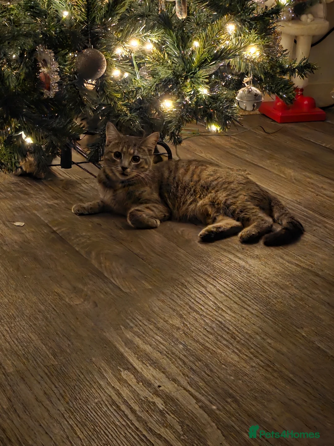 Mixed Breed cats for sale: 3 kittens mixed breed - Advert 2