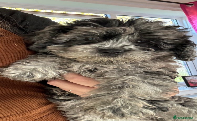 Shihpoo dogs - Advert 5