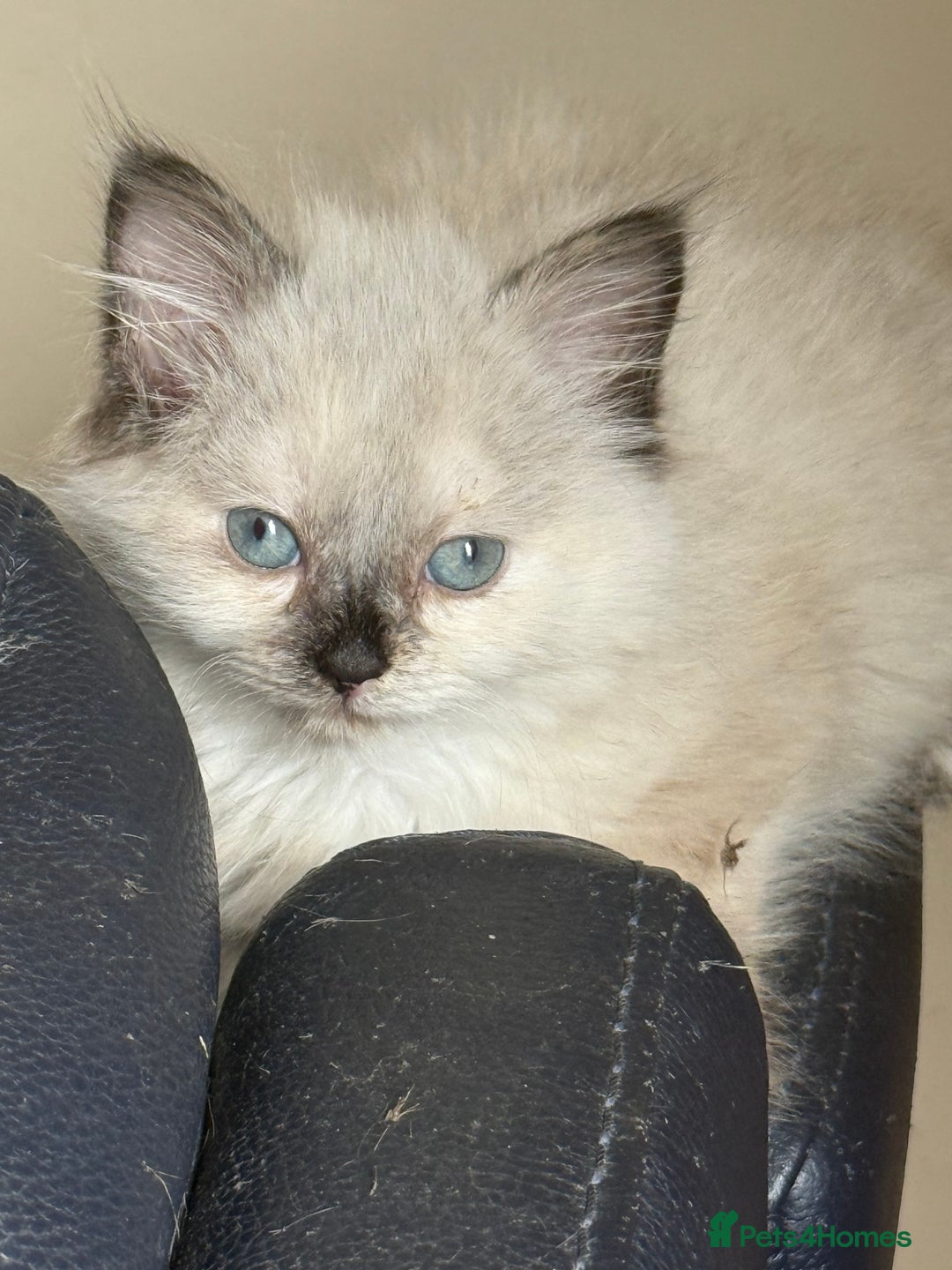 Ragdoll cats for sale: ADORABLE RAGDOLL KITTENS - READY NOW - Image 35