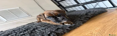 Boxer Puppy 5