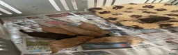 Cockapoo dogs for sale: f1b miniature dna health tested cockerpoos  - Advert 7