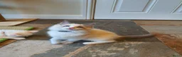 Ragdoll cats for sale: 💖Very Beautiful GCCF Registered Ragdoll Kittens. - Advert 19