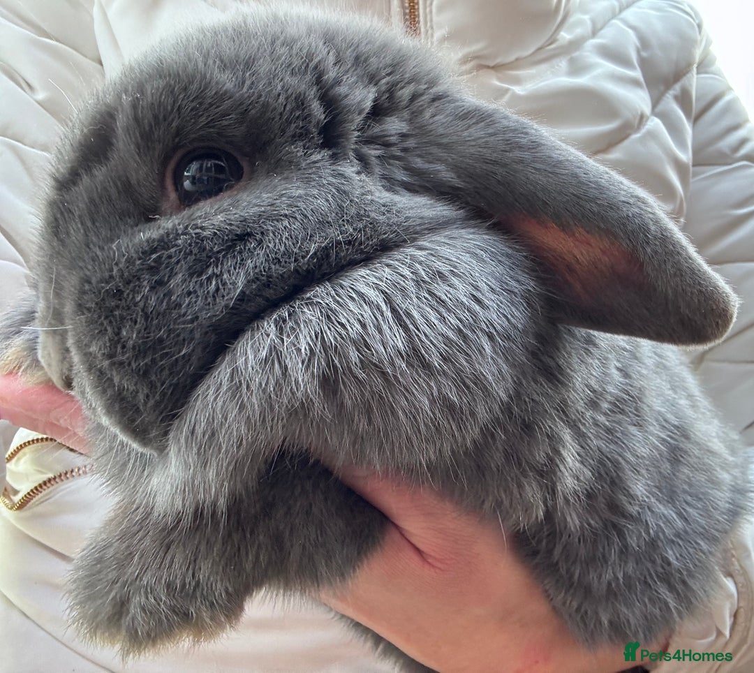 Mini Lop rabbits for sale: Adult Mini Lops Needing Loving Homes - Advert 3