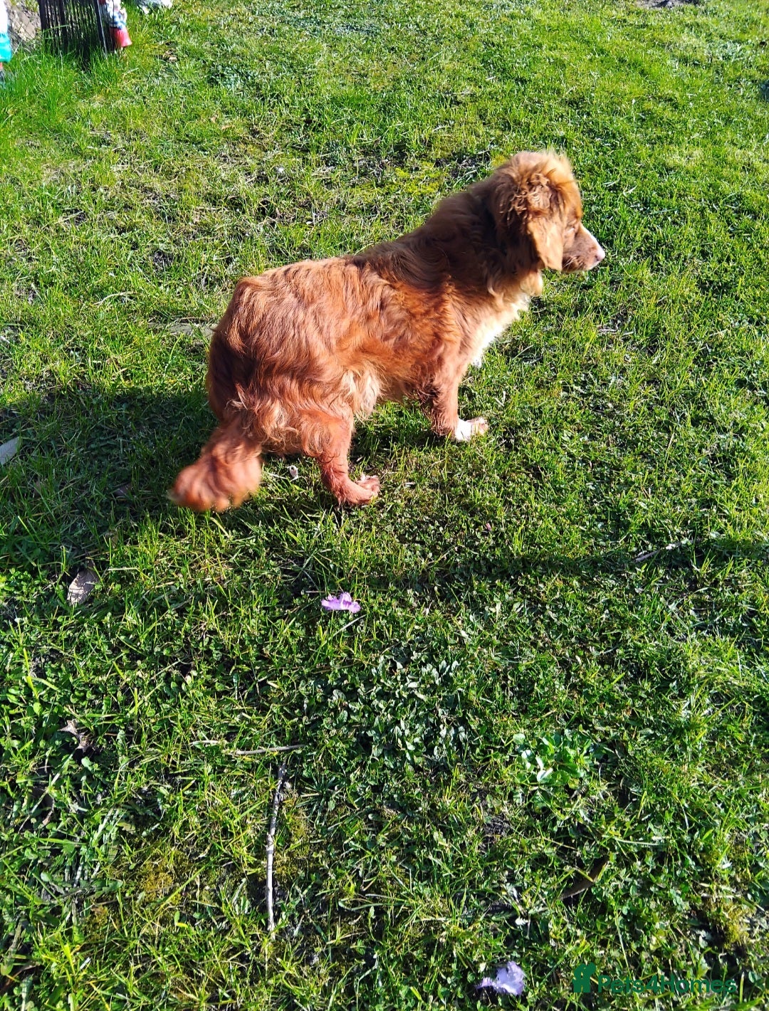 Cavachon dogs for sale: Golden Female cavachon  - Advert 5