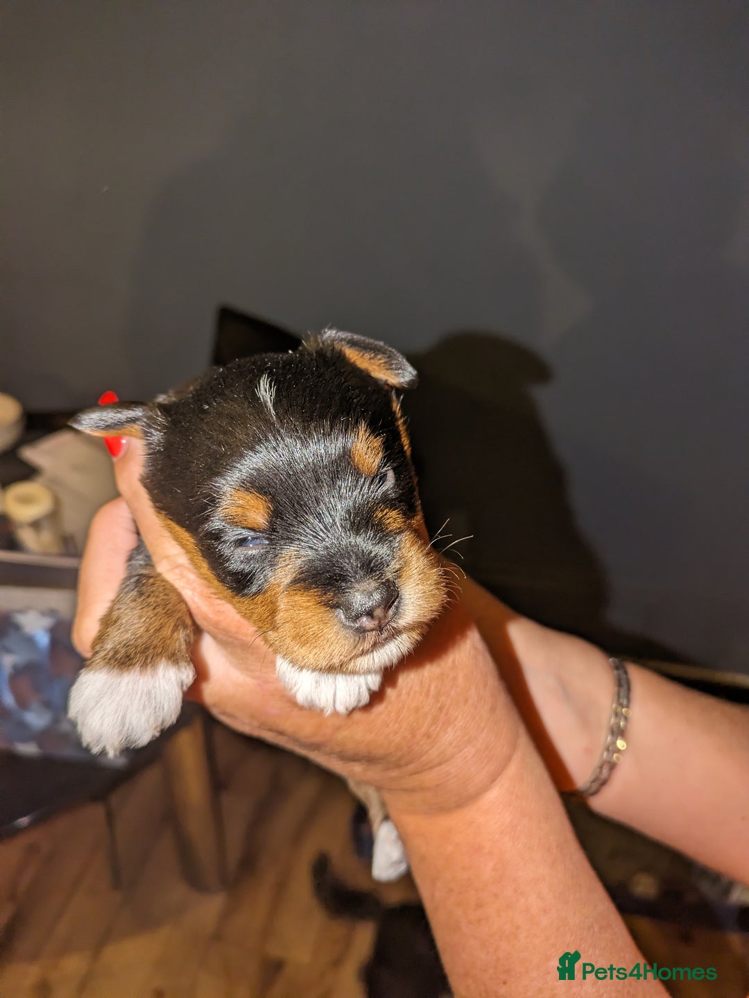 Schnoodle dogs for stud: RARE coloured mini schnoodle - Stud  - Image 4
