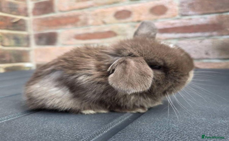 Mini Lop rabbits - Advert 14