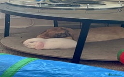 Mixed Breed rabbits for sale: Adorable Mini lop crosses  - Image 2