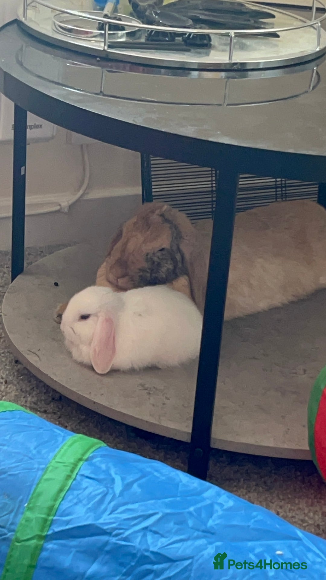 Mixed Breed rabbits for sale: Adorable Mini lop crosses  - Image 2