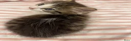 British Longhair cats for sale: 3 Fluffy Cuddly Kittens looking for homes - Advert 11