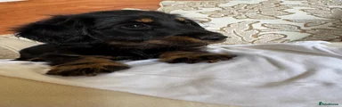 Miniature Dachshund 3