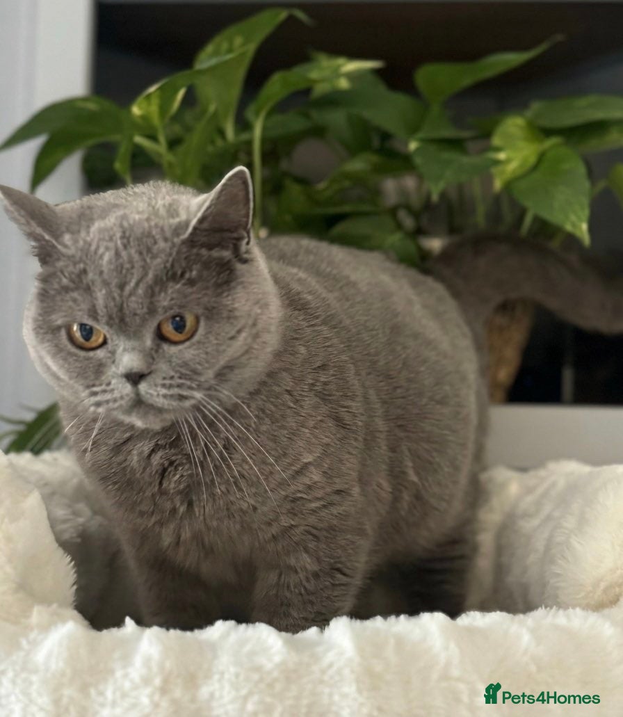 British Shorthair cats for sale: British Blue Short Hair Kittens  - Advert 5