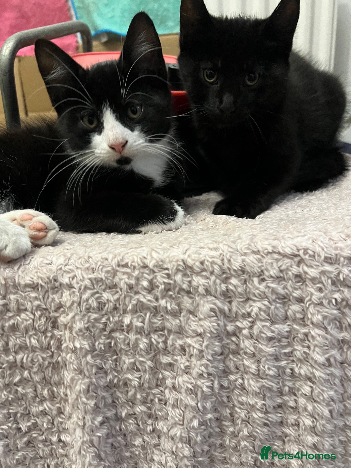 Mixed Breed cats 🐾 Lovely Kittens Looking for Their Forever Homes - Advert 1