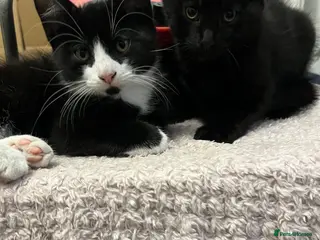 Mixed Breed cats 🐾 Lovely Kittens Looking for Their Forever Homes - Advert 1