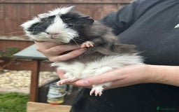 Guinea Pig rodents for sale: Male guinea pig  - Image 4