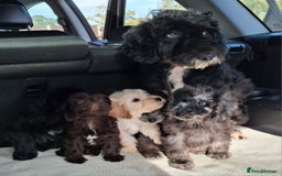 Sproodle dogs for sale: Gorgeous f1b sproodle pups, dna tests. - Image 5