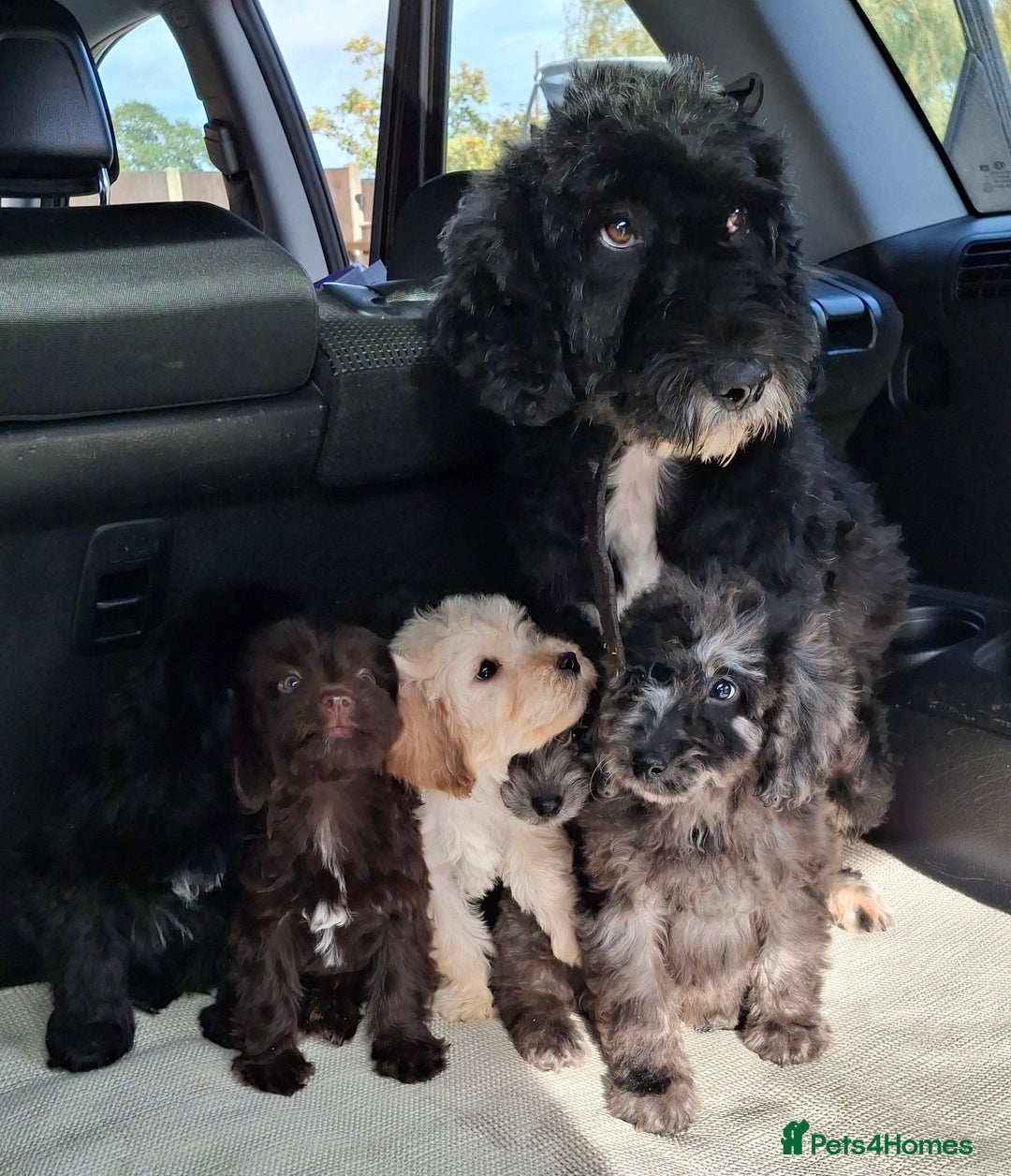 Sproodle dogs for sale: Gorgeous f1b sproodle pups, dna tests. - Image 5