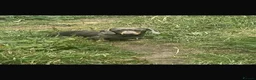 Miniature Dachshund dogs for sale: 🐾💕 3 GORGEOUS MINIATURE DACHSHUND BOYS 💕🐾 - Advert 2