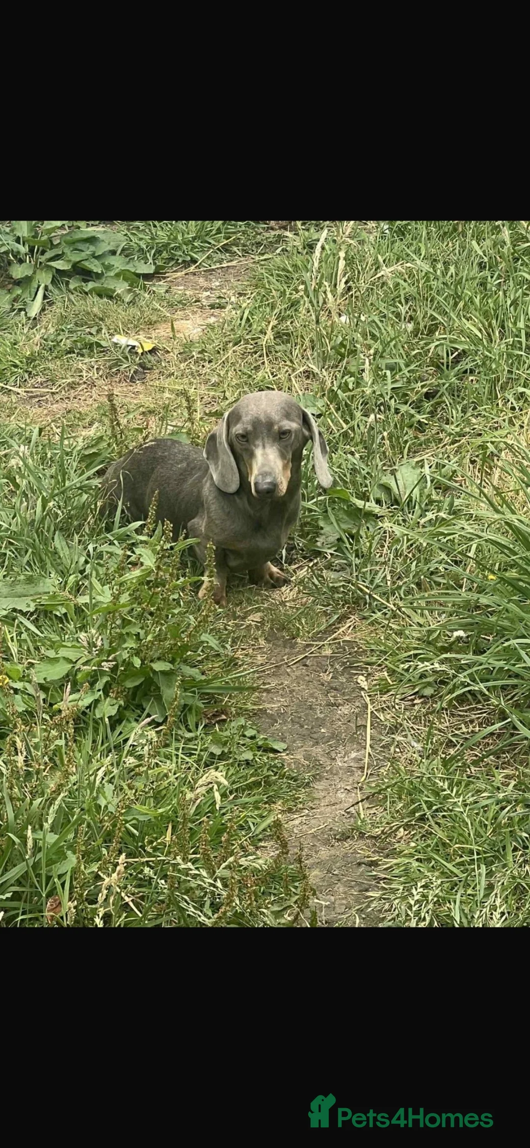 Miniature Dachshund dogs for sale: 🐾💕 3 GORGEOUS MINIATURE DACHSHUND BOYS 💕🐾 - Advert 2