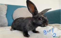Mixed Breed rabbits for sale: Beautiful baby bunnies - Image 7