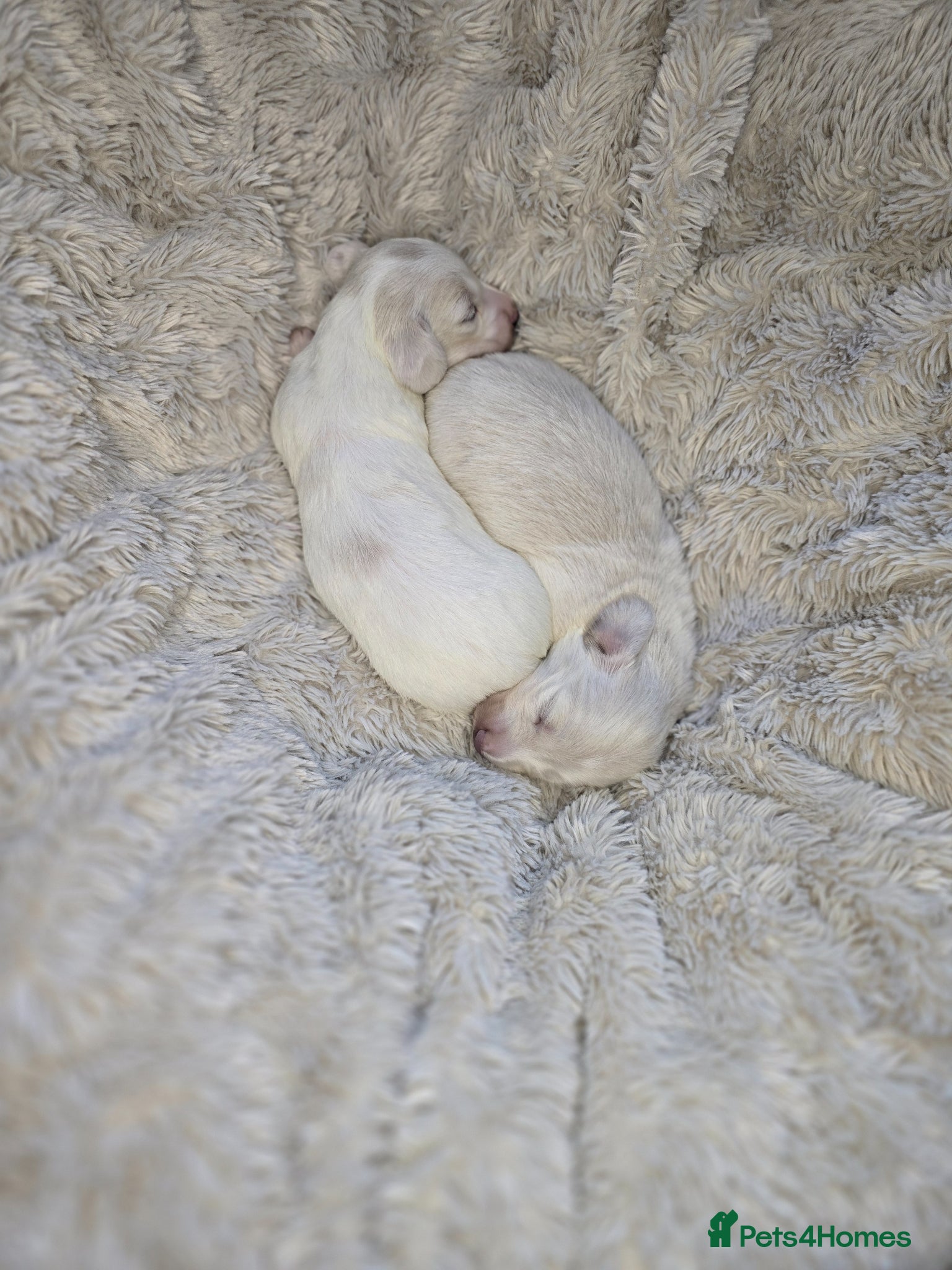 Miniature Dachshund dogs Beautiful cream longhair miniature dachshund  - Advert 2