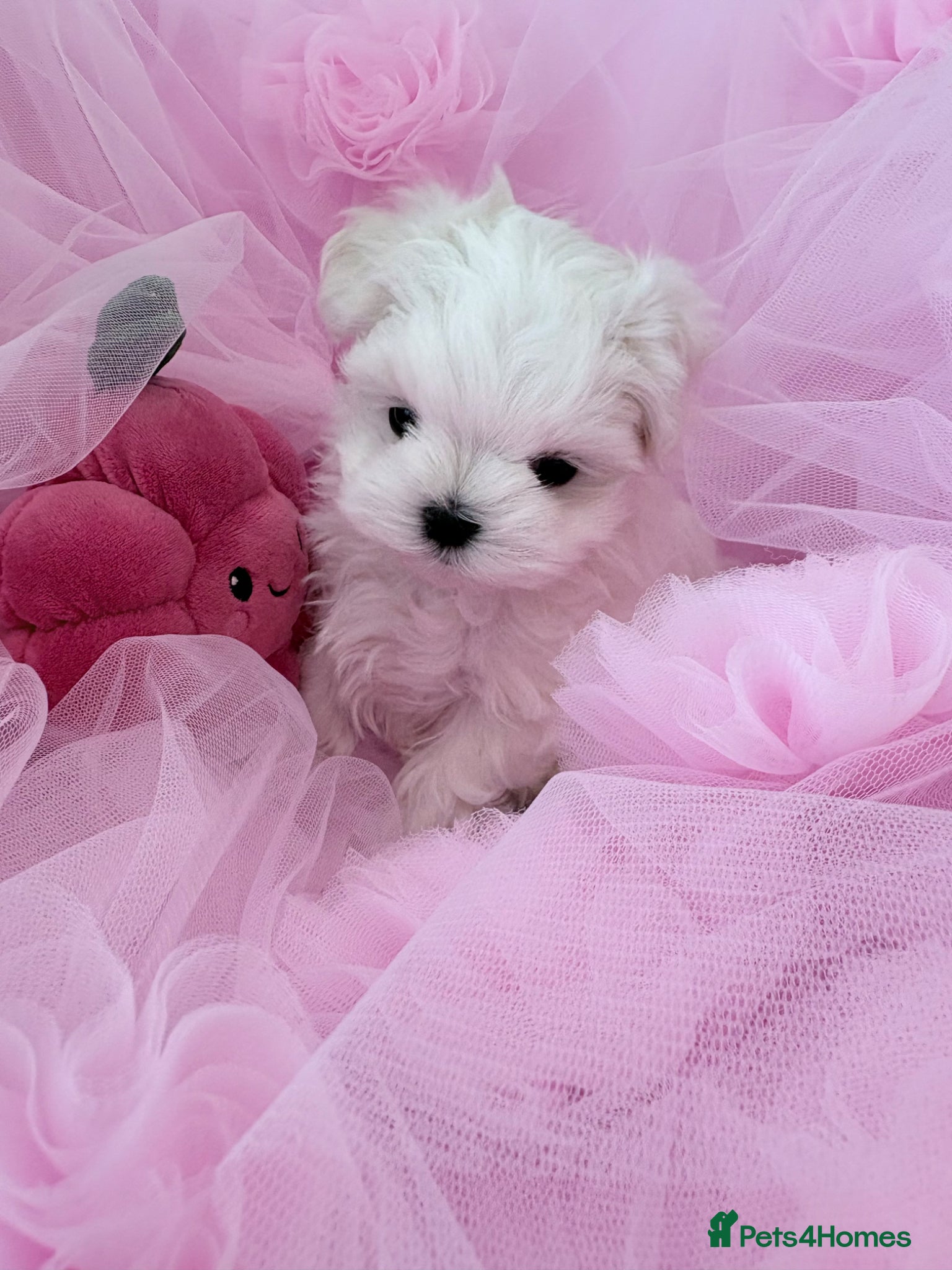 Maltese dogs 💗Gorgeous Korean baby girl 💗 - Advert 14