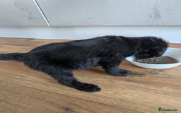 Mixed Breed dogs for sale: Gorgeous Black Poogledoodles Kid-Friendly Beauties - Image 20