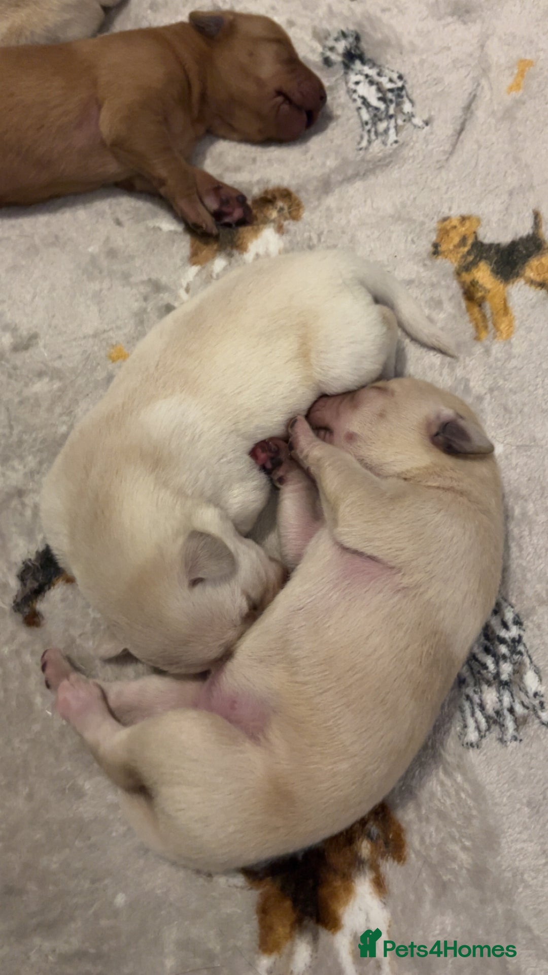 Labrador Retriever dogs for sale: Most beautiful litter of Labradors  - Image 11