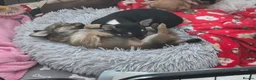 Chihuahua dogs for sale: Beautiful chihuahua puppys 8 weeks old Monday - Advert 8