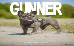French Bulldog dogs for stud: French bulldog studs - Image 6