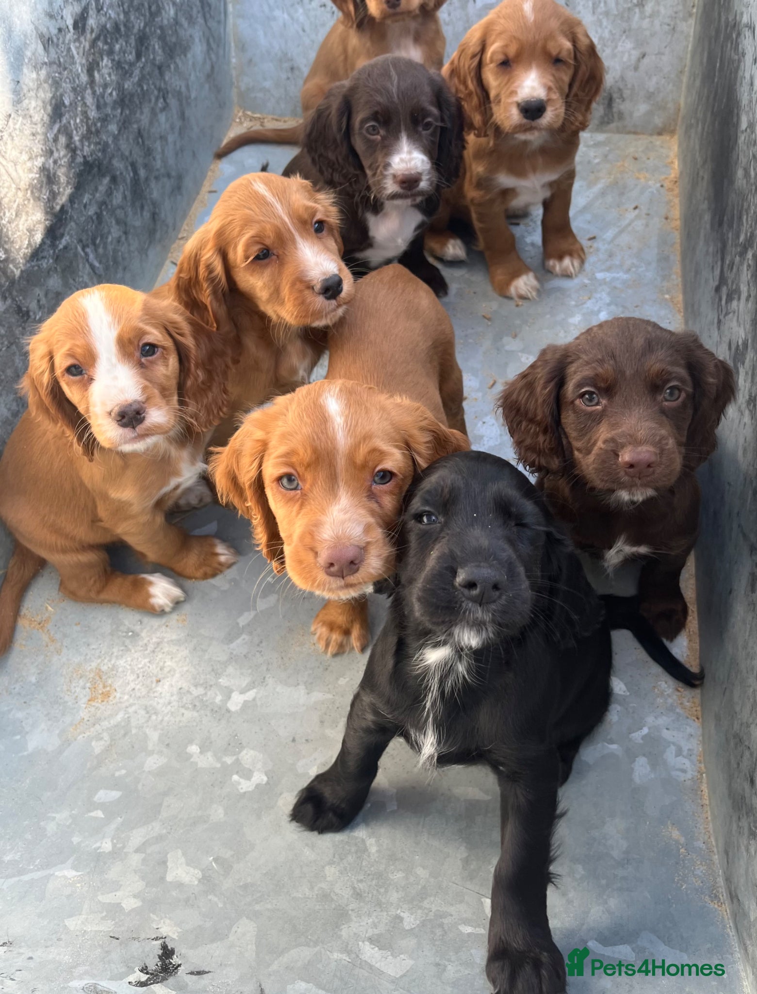 Cocker Spaniel dogs Beautiful KC registered Cocker Spaniel puppies - Advert 17