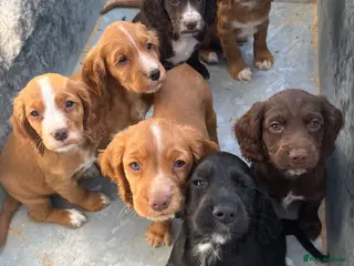 Cocker Spaniel dogs Beautiful KC registered Cocker Spaniel puppies - Advert 17