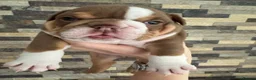 English Bulldog dogs for sale: Outstanding Quality English Bulldog Puppies in Cambridge - Advert 11