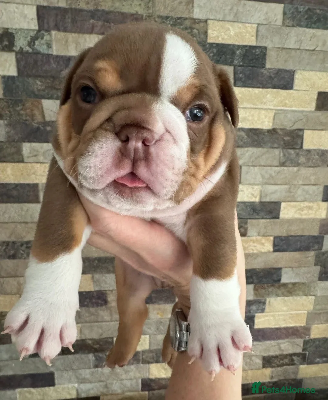 English Bulldog dogs for sale: Outstanding Quality English Bulldog Puppies in Cambridge - Advert 11