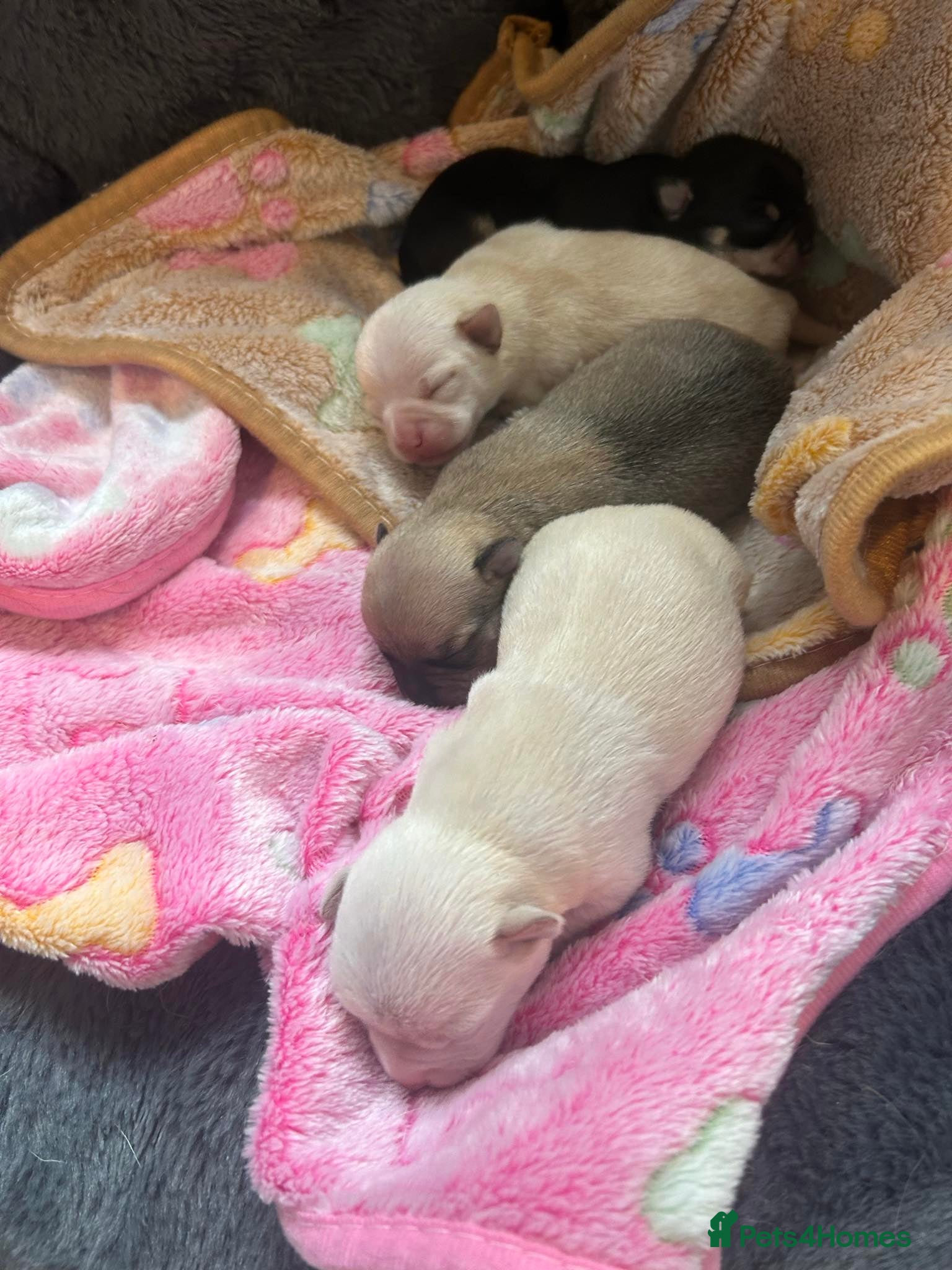 Chihuahua dogs Chihuahua puppies for sale  - Advert 18