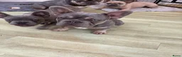 French Bulldog dogs for sale: Beautiful Male French Bulldog Puppies - Advert 3