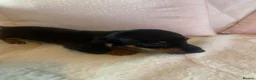 Dachshund dogs for sale: 5 dachund puppies for sale 2 boys 3 girls - Advert 25