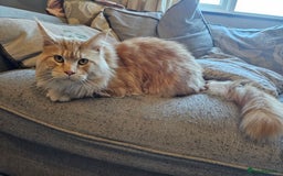 Maine Coon cats for sale: 5 maine coons  - Image 12