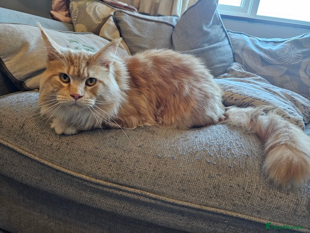 Maine Coon cats for sale: 5 maine coons  - Image 12