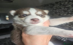 Siberian Husky dogs for sale: Gorgeous Litter of Husky Puppies - Image 33