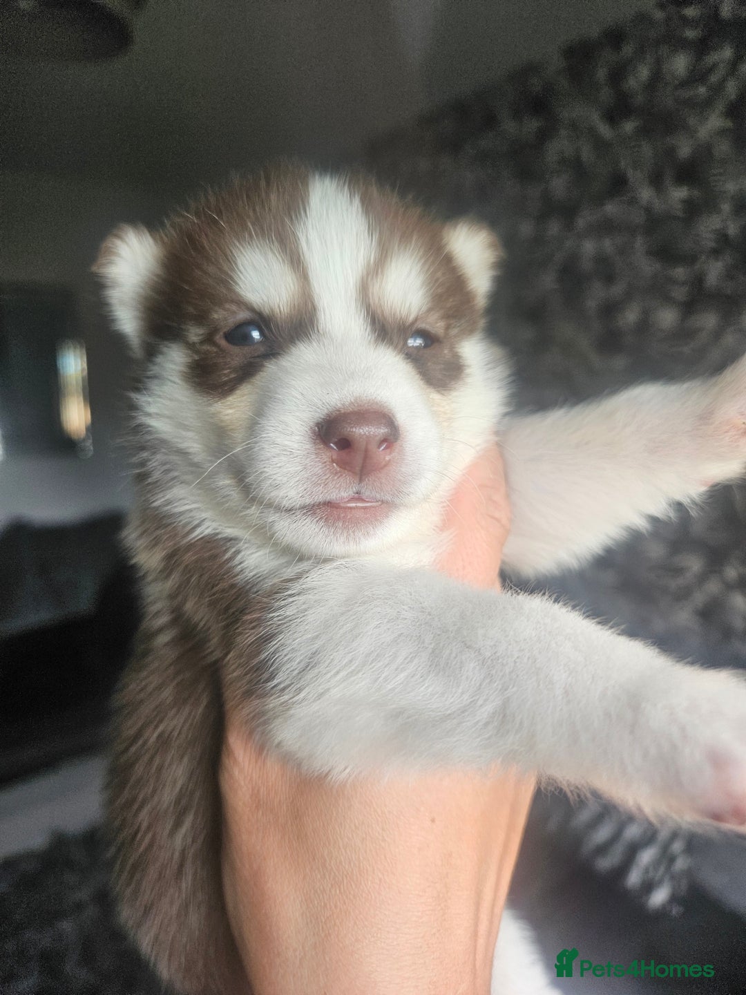 Siberian Husky dogs for sale: Gorgeous Litter of Husky Puppies - Image 33