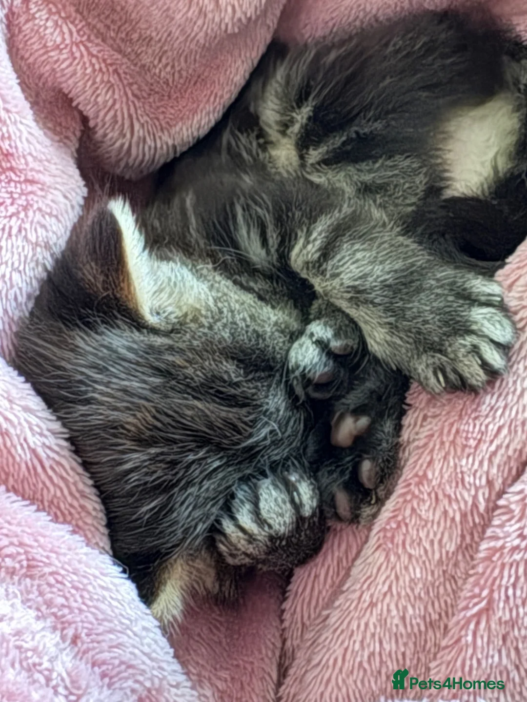 Mixed Breed cats for sale: LAST KITTEN AVAILABLE  in Norwich - Advert 4