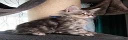 Maine Coon cats for sale: STUNNING PEDIGREE MAINE COON KITTENS - Advert 30