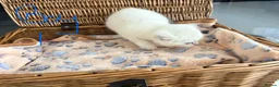 British Shorthair cats for sale: Cuteness Overload Alert! British Shorthair Kittens in Kettering - Advert 12