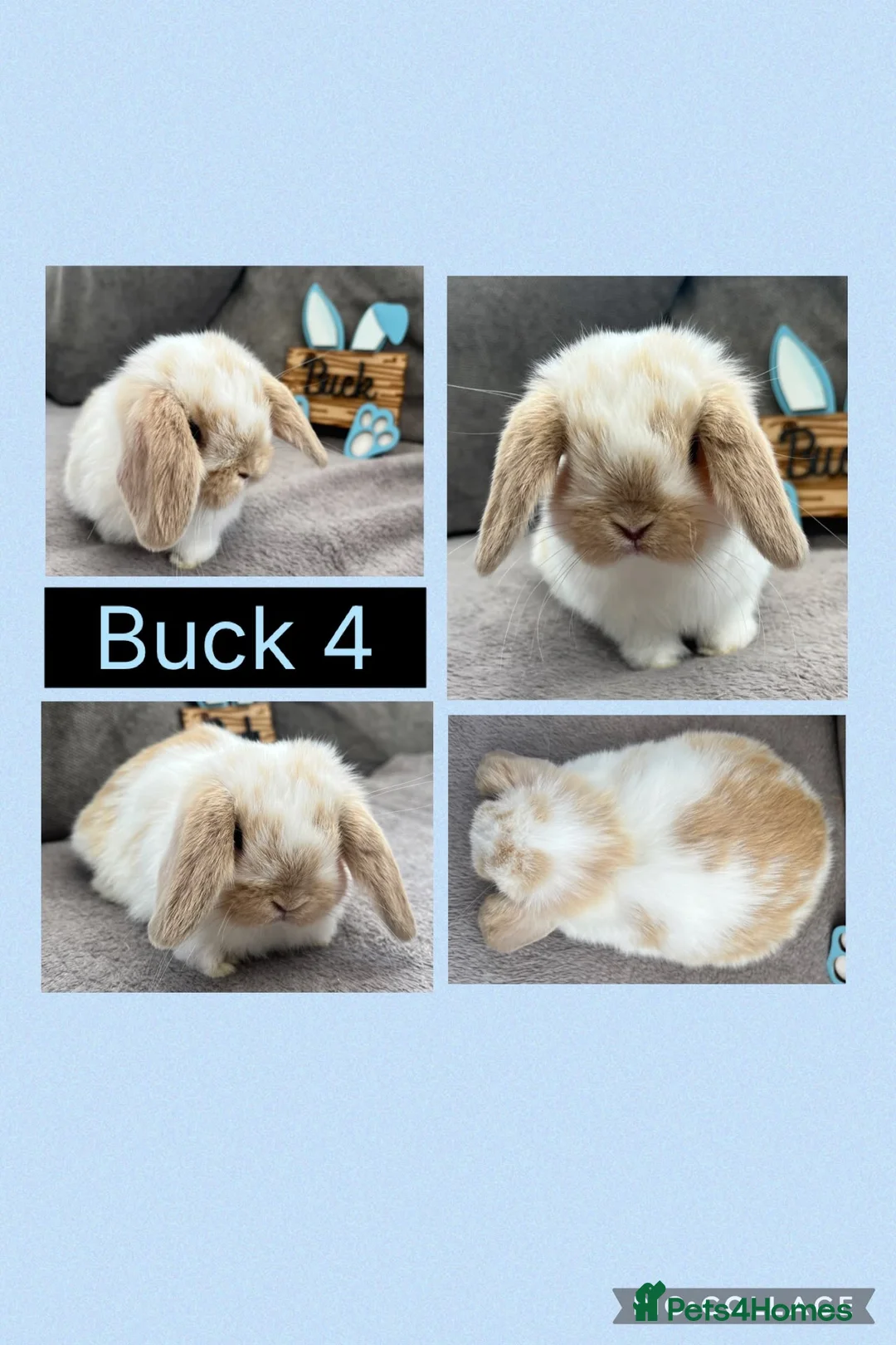 Mini Lop rabbits for sale: Beautiful Mini Lop babies For Sale - Advert 4