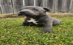 Staffordshire Bull Terrier dogs for sale: Affectionate perfect Blue staffy pups - Image 4