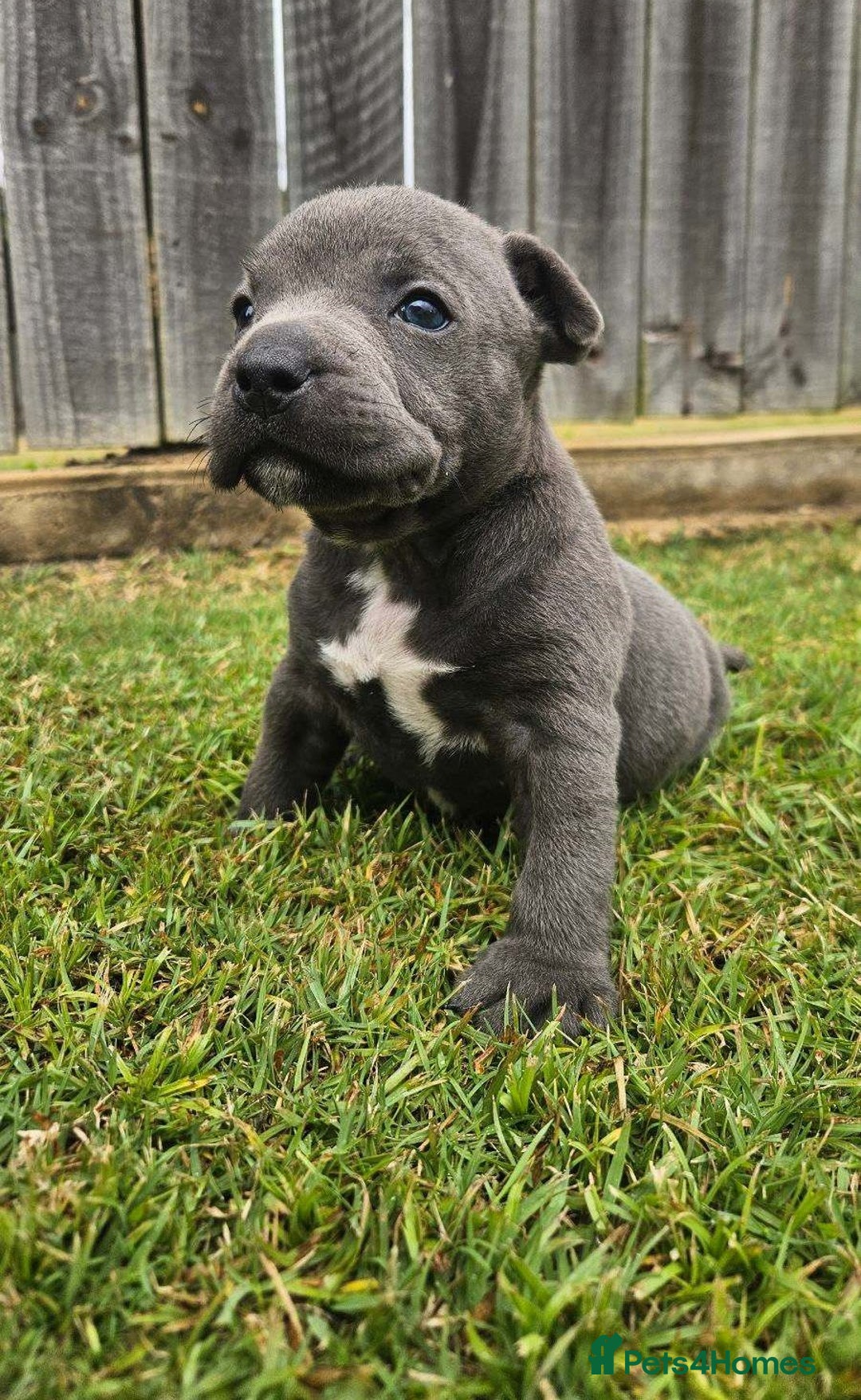 Staffordshire Bull Terrier dogs for sale: Affectionate perfect Blue staffy pups - Image 4
