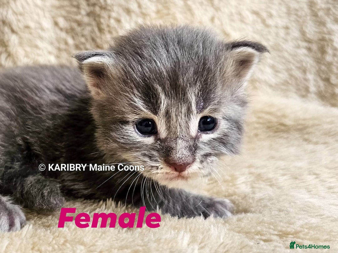 Maine Coon cats for sale: Quality Maine Coon kittens TICA registered  - Image 4