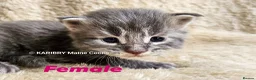 Maine Coon cats for sale: Quality Maine Coon kittens TICA registered  - Advert 10