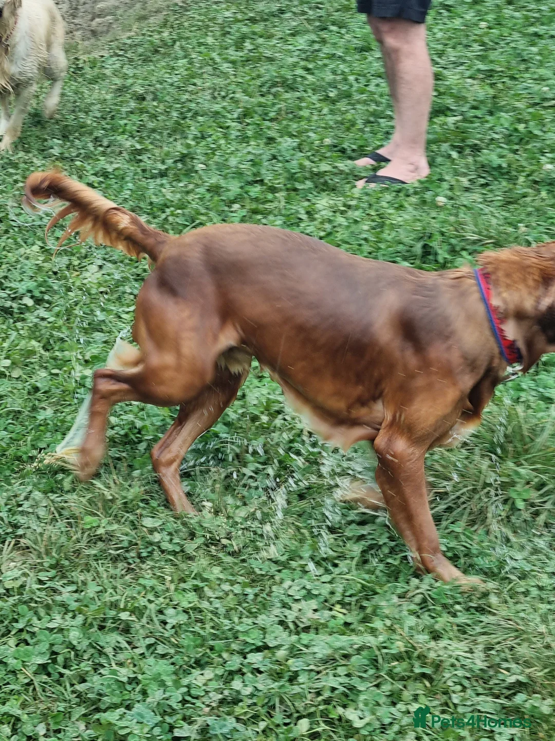 Golden Retriever dogs for stud: Gorgeous Gus for Stud  in Faringdon - Advert 13